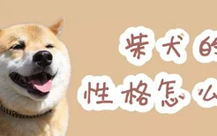 柴犬的性格怎么样