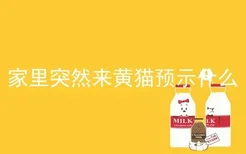 家里突然来黄猫预示什么