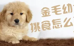 金毛幼犬挑食怎么办