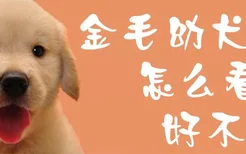 金毛幼犬怎么看好不好