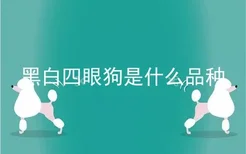 黑白四眼狗是什么品种