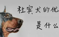 杜宾犬的优缺点是什么