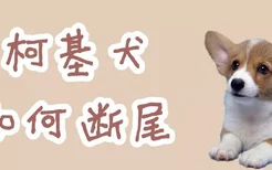 柯基犬如何断尾