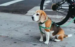 哈士奇犬能不能吃海鲜 狗狗吃海鲜会怎么样