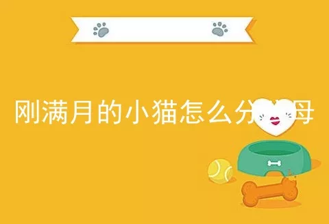 刚满月的小猫怎么分公母