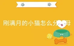 刚满月的小猫怎么分公母