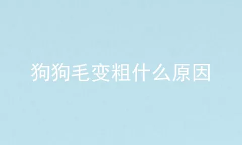 狗狗毛变粗什么原因