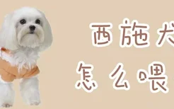 西施犬怎么喂养