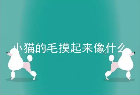 小猫的毛摸起来像什么