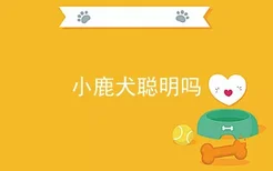 小鹿犬聪明吗