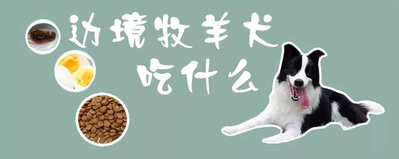 边境牧羊犬吃什么1