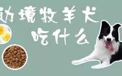 边境牧羊犬吃什么