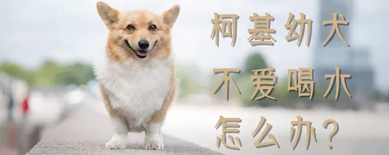 柯基幼犬不爱喝水怎么办