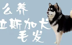 怎么养阿拉斯加犬毛发