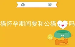 猫怀孕期间要和公猫分开吗