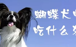 蝴蝶犬怀孕吃什么东西