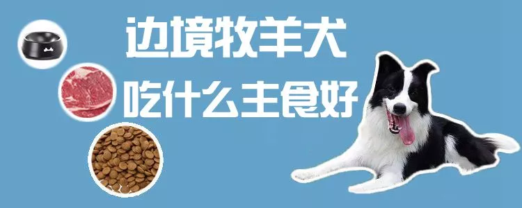 边境牧羊犬吃什么主食好1