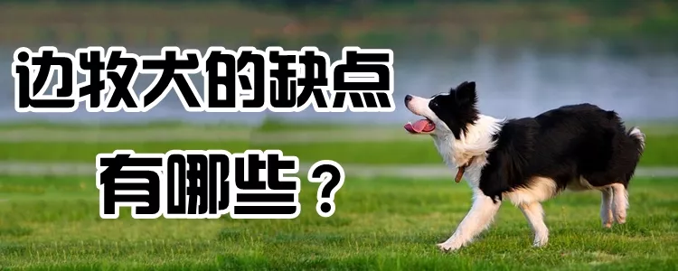 边牧犬的缺点有哪些