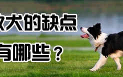 边牧犬的缺点有哪些