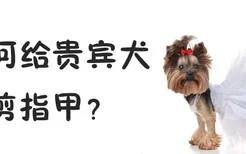 如何给贵宾犬剪指甲