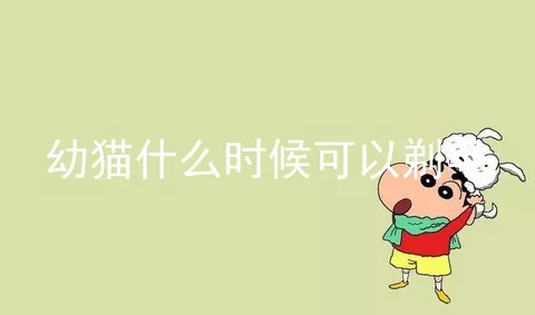 幼猫什么时候可以剃毛