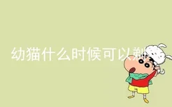 幼猫什么时候可以剃毛