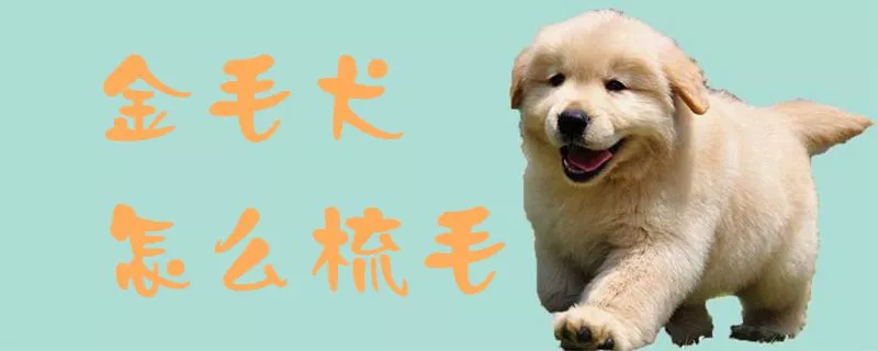 金毛犬怎么梳毛1