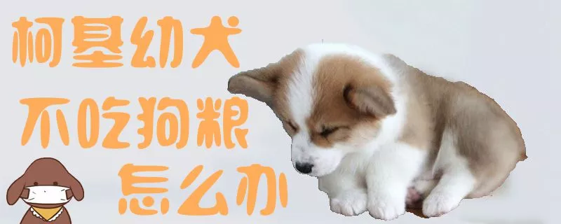 柯基幼犬不吃狗粮怎么办1