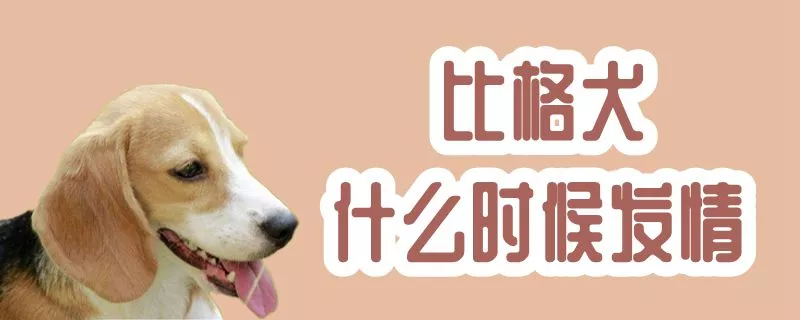 比格犬什么时候发情