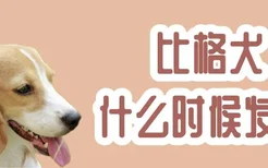 比格犬什么时候发情