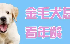 金毛犬怎么看年龄