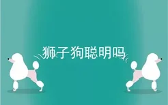 狮子狗聪明吗