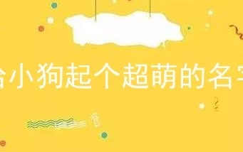 给小狗起个超萌的名字