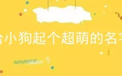 给小狗起个超萌的名字