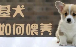 柯基犬如何喂养