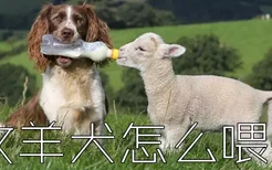 牧羊犬怎么喂养