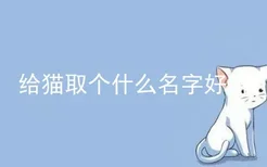 给猫取个什么名字好听