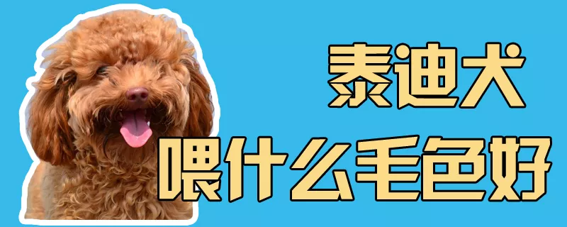 泰迪犬喂什么毛色好