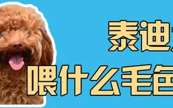 泰迪犬喂什么毛色好