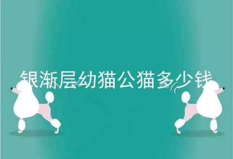 银渐层幼猫公猫多少钱