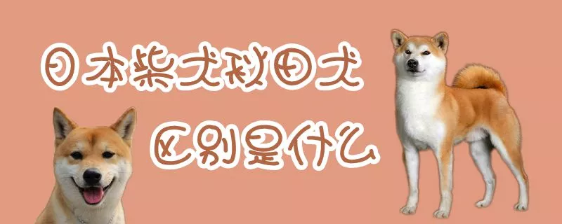 日本柴犬秋田犬区别是什么