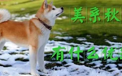 美系秋田犬有什么优缺点