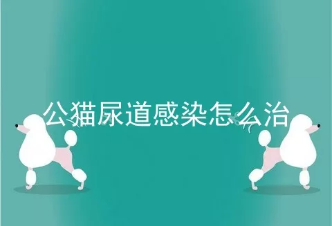 公猫尿道感染怎么治