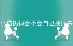 小猫扔掉会不会自己找回来