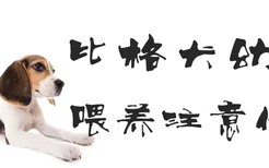 比格犬幼犬喂养注意什么