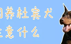 饲养杜宾犬注意什么