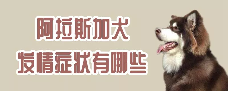 阿拉斯加犬发情症状有哪些