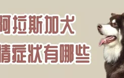 阿拉斯加犬发情症状有哪些