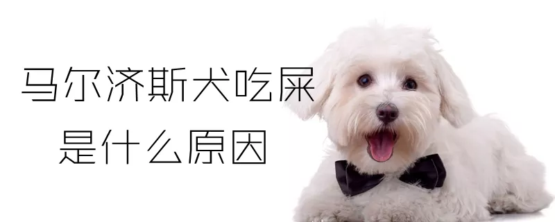 马尔济斯犬吃屎是什么原因