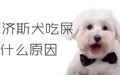 马尔济斯犬吃屎是什么原因